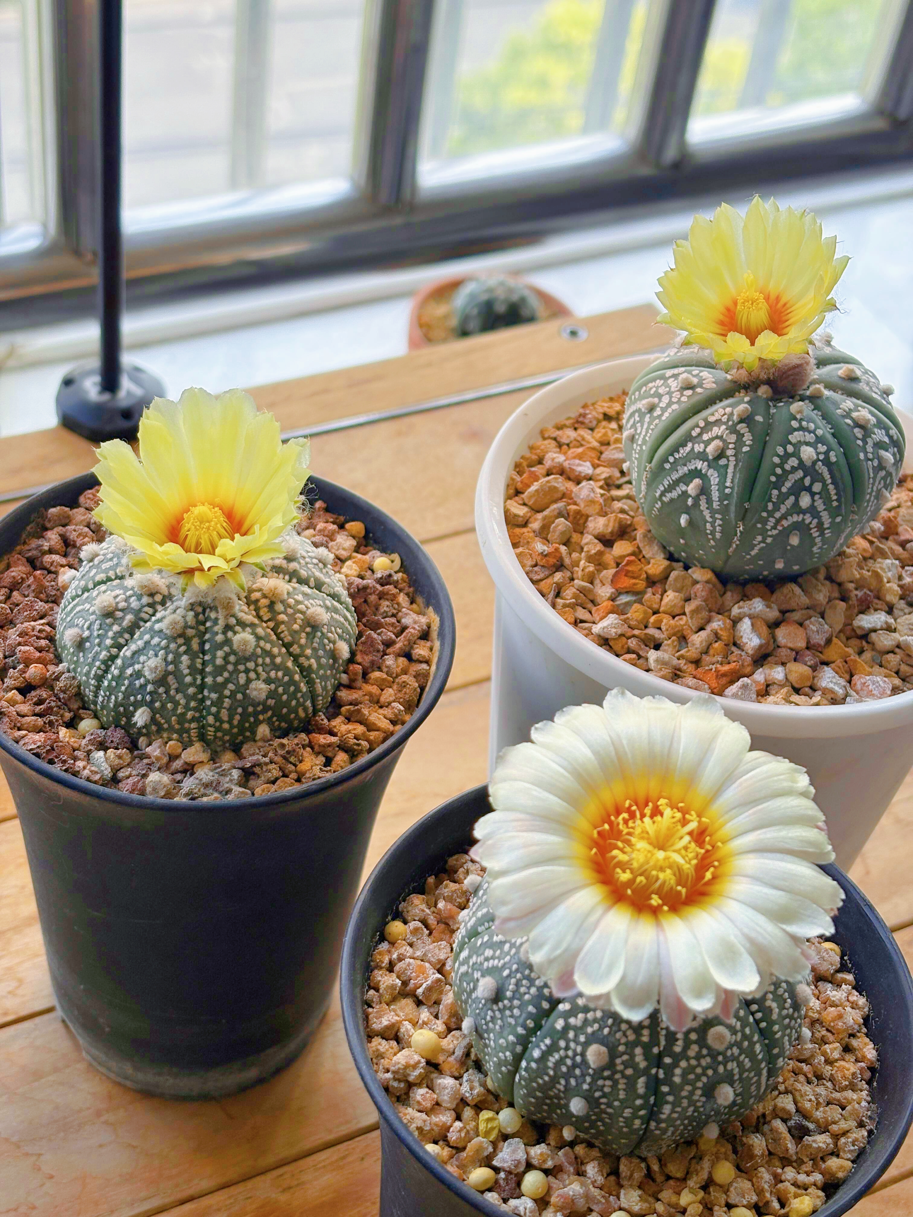 Last Day 70% OFF🌵Golden Astrophytum – Unique Cactus That Blooms in Magical Colors🌈