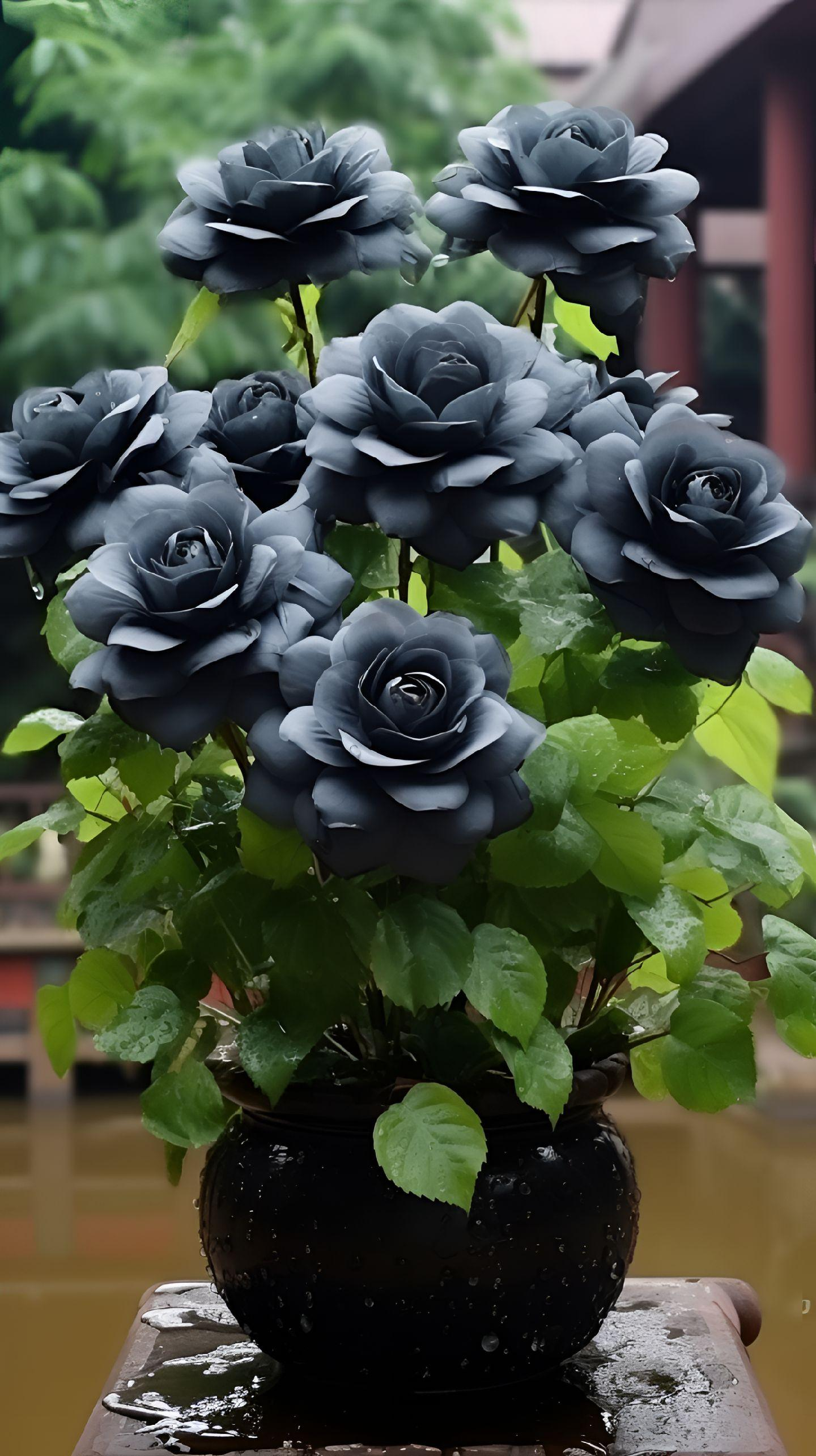 Rare Black Rose Seeds For Home Potted Garden