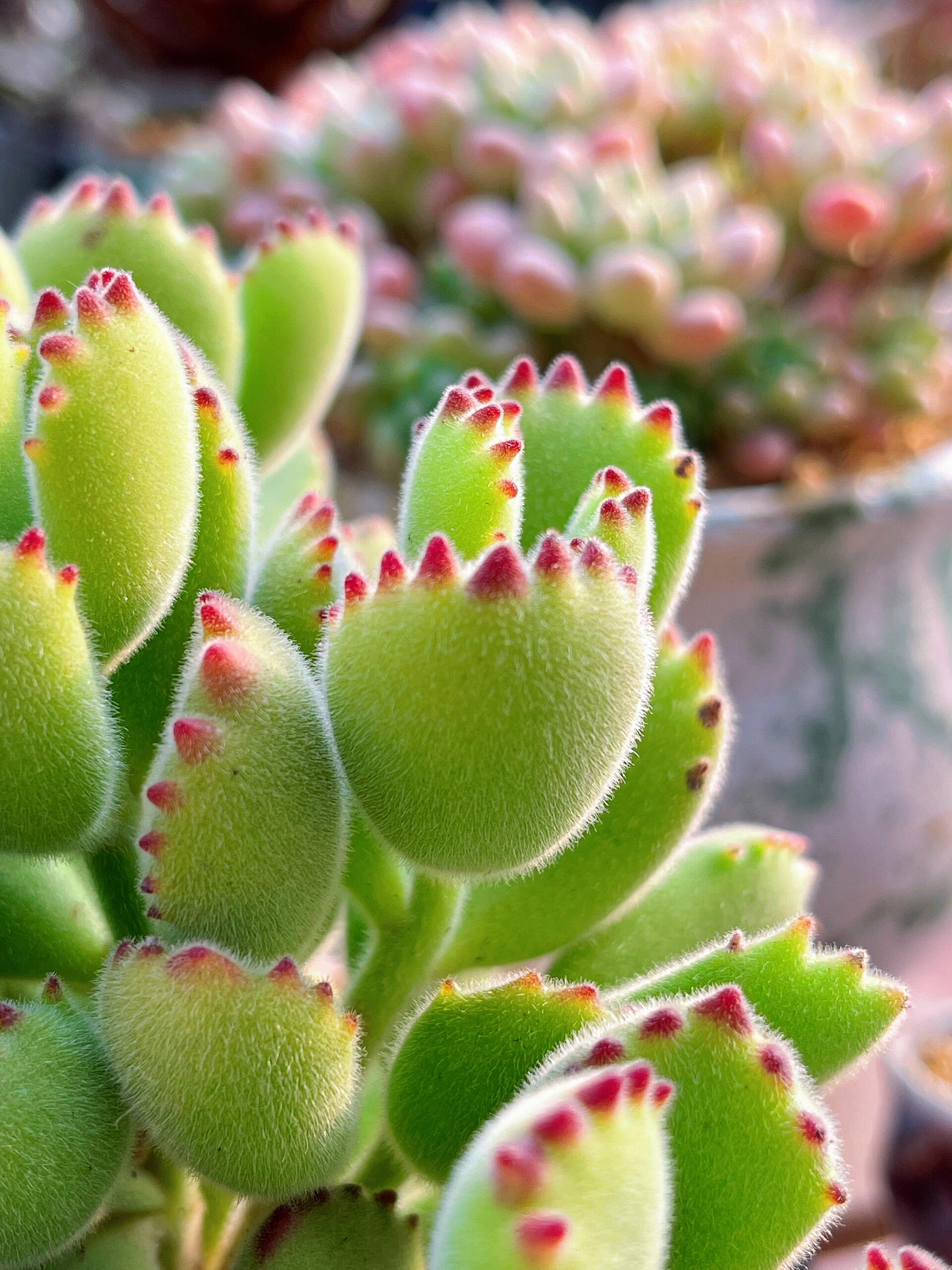 Bear Paw Succulent  - Unique Look & Colorful Charm!