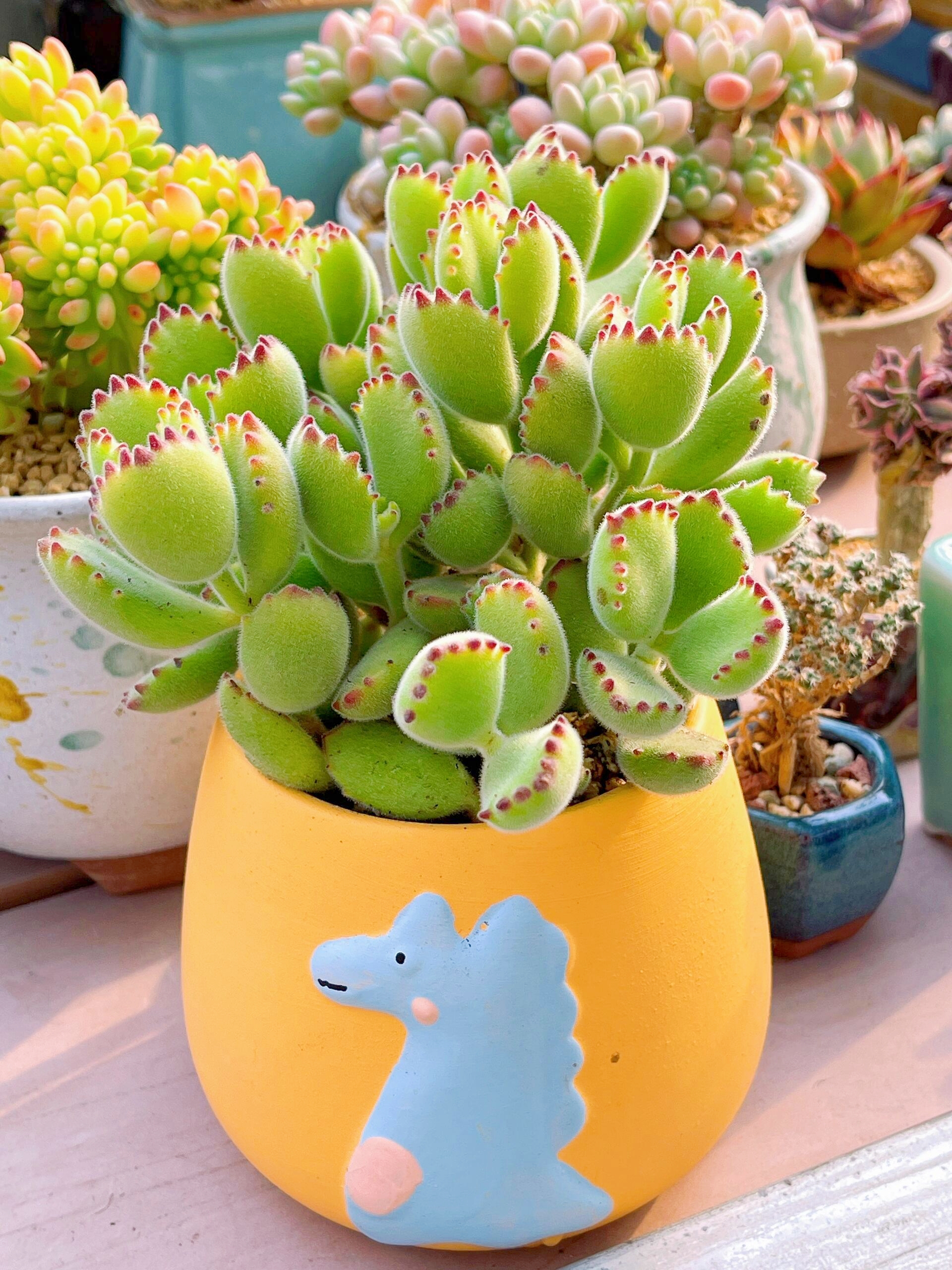 Bear Paw Succulent  - Unique Look & Colorful Charm!