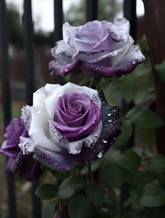 Rare Tricolor Rose 'Watercolor'