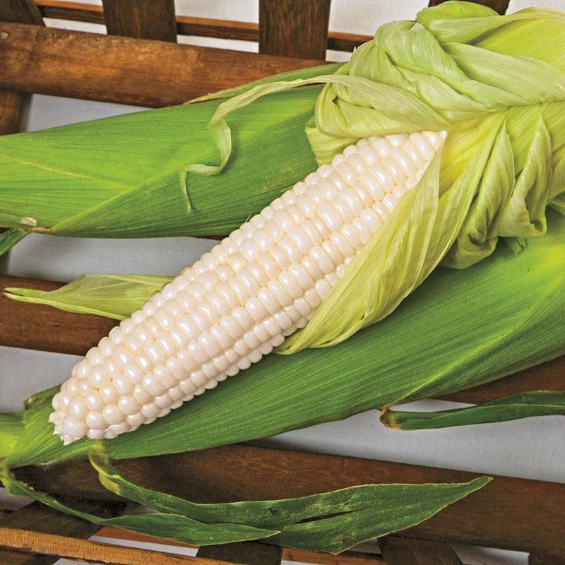 Test Sweet Corn Freedom MXR F1