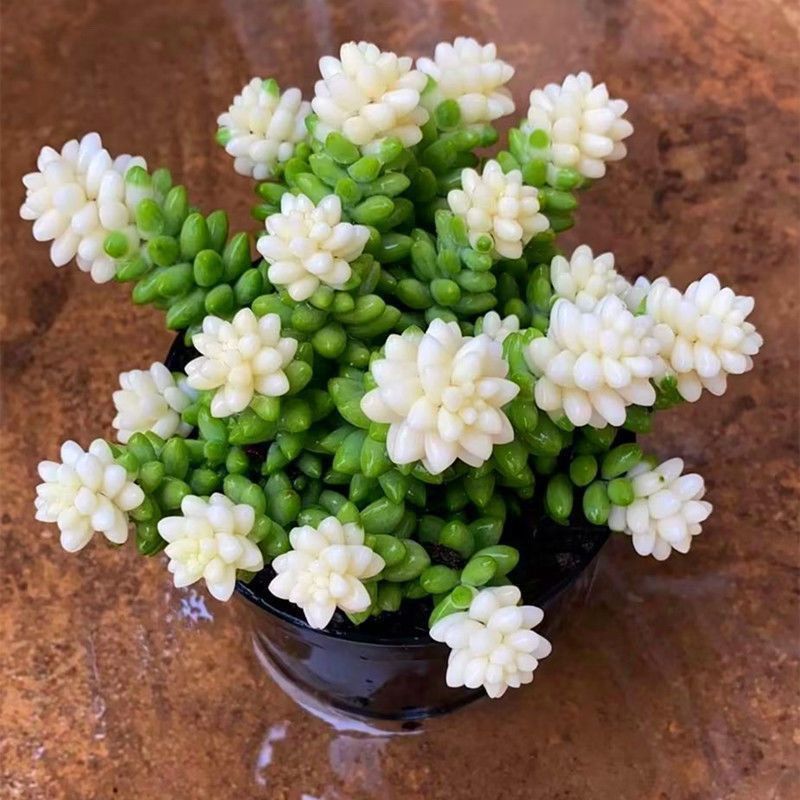 🎁Last Day 70% OFF❄️Rare White-Tipped Sedum Burrito🌿
