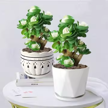🎁Last Day 70% OFF🍀Rare White-Tipped Jade Plant – Symbol of Prosperity & Peace🌿