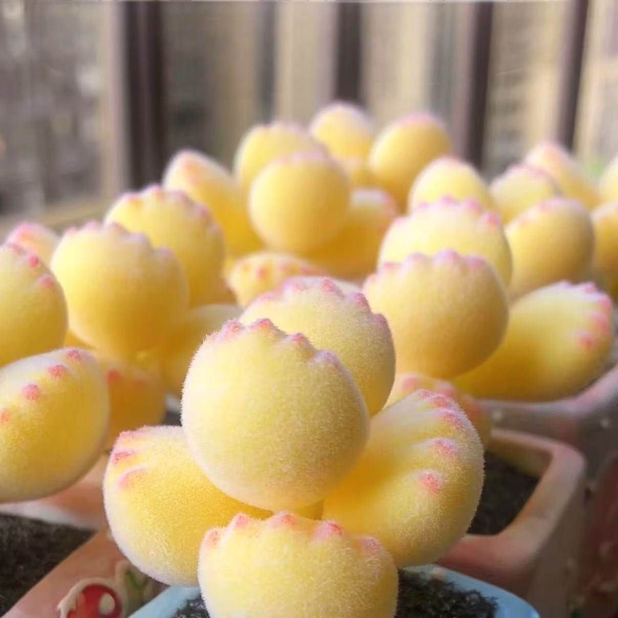 Bear Paw Succulent  - Unique Look & Colorful Charm!
