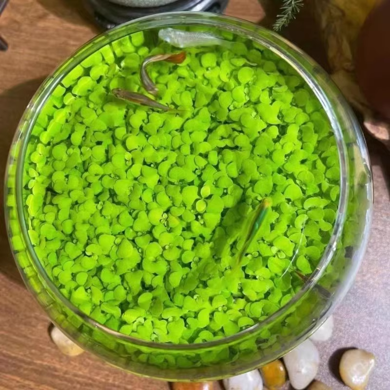 e???Air Purifying Fish Tank Aquatic Plant Seeds
