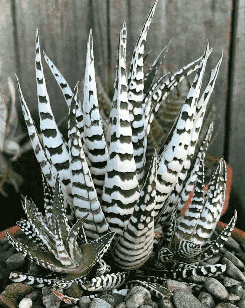 🎁Last Day 70% OFF🍃Zebra Haworthia – The Perfect Plant for Busy People🦓