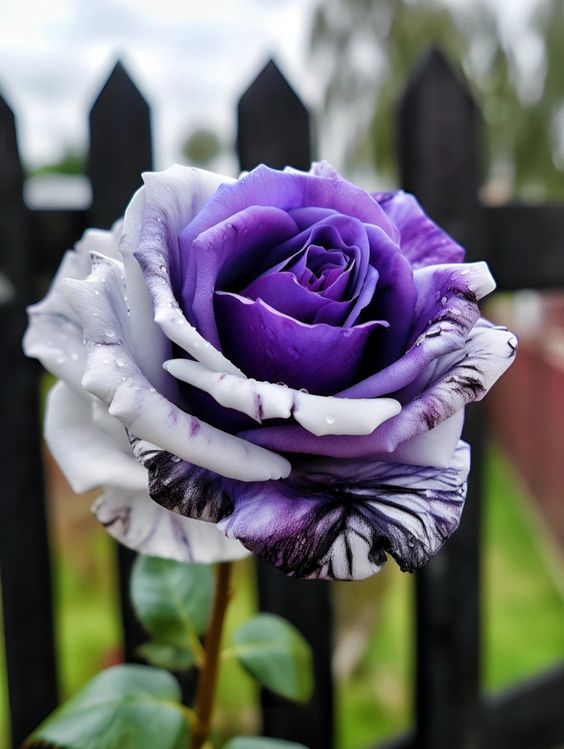 Rare Tricolor Rose 'Watercolor'