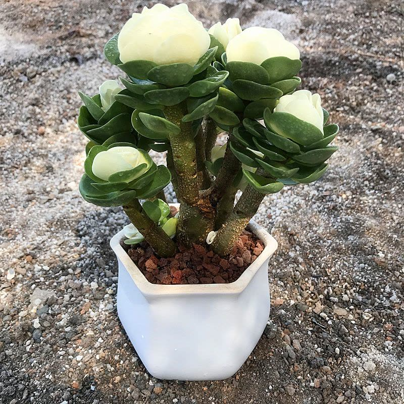 🎁Last Day 70% OFF🍀Rare White-Tipped Jade Plant – Symbol of Prosperity & Peace🌿