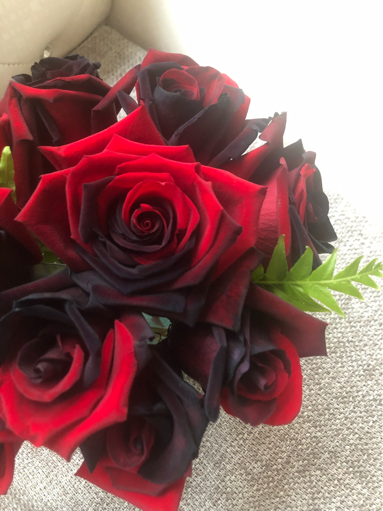 Twin Red Black Rose