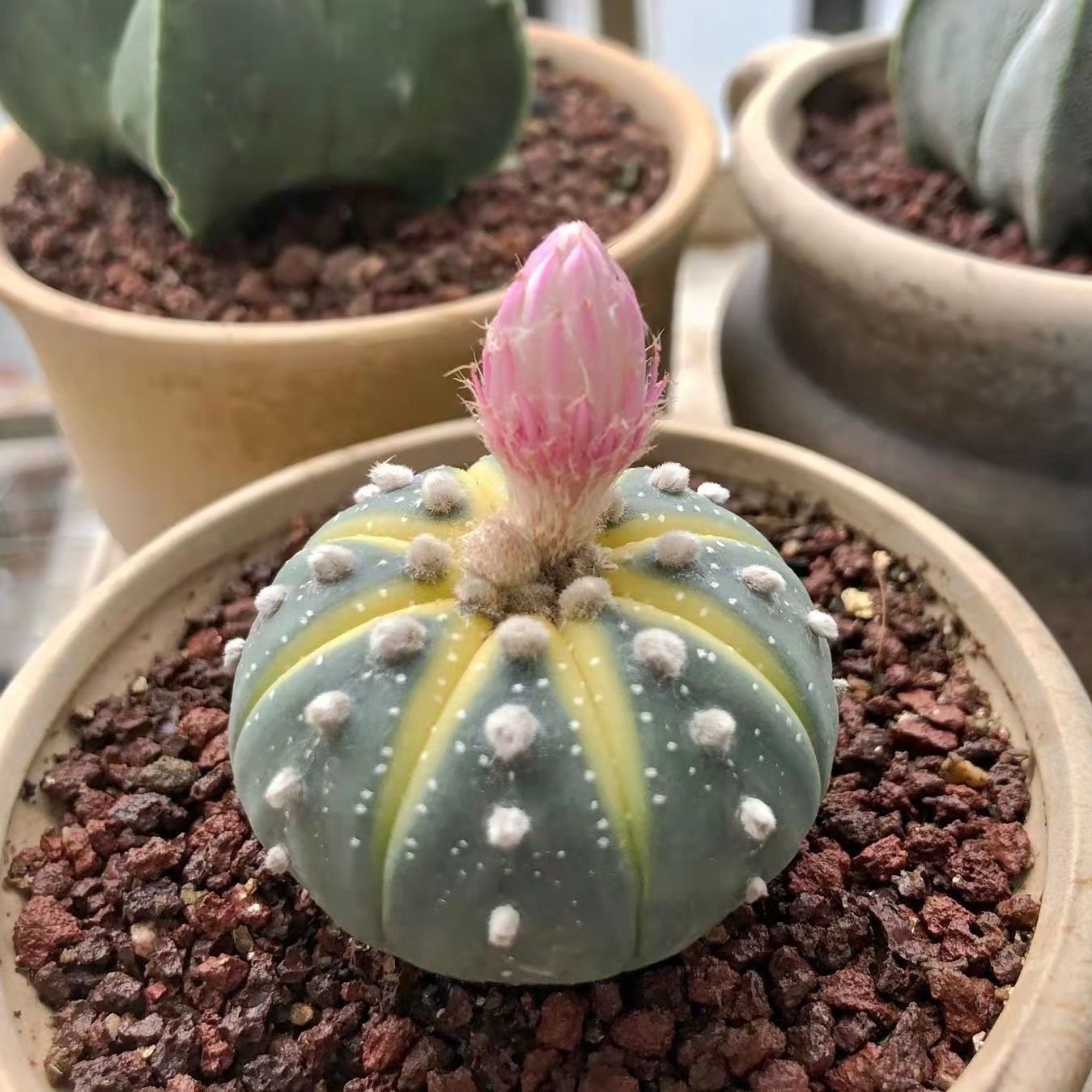 Last Day 70% OFF🌵Golden Astrophytum – Unique Cactus That Blooms in Magical Colors🌈