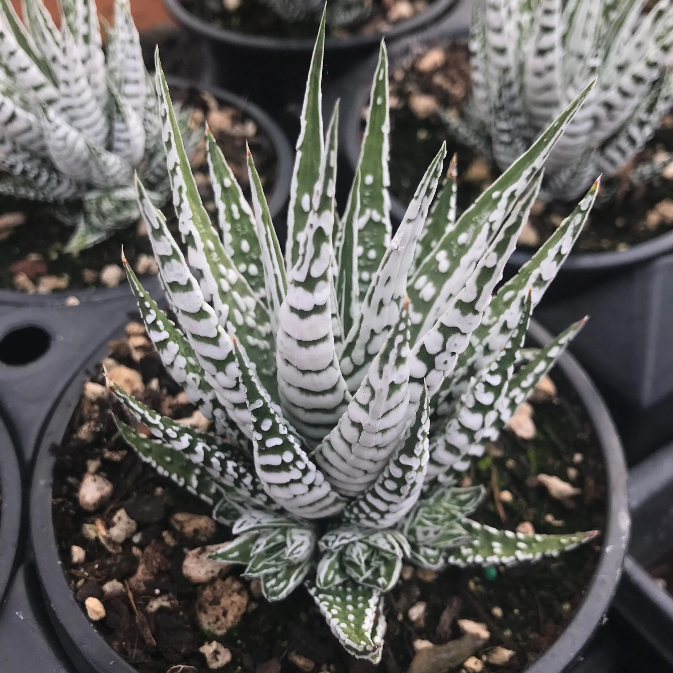 🎁Last Day 70% OFF🍃Zebra Haworthia – The Perfect Plant for Busy People🦓