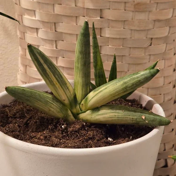 🎉Last Day 80% OFF🌿Sansevieria cylindrica 'Golden' | Rare Collector-Grade Snake Plant
