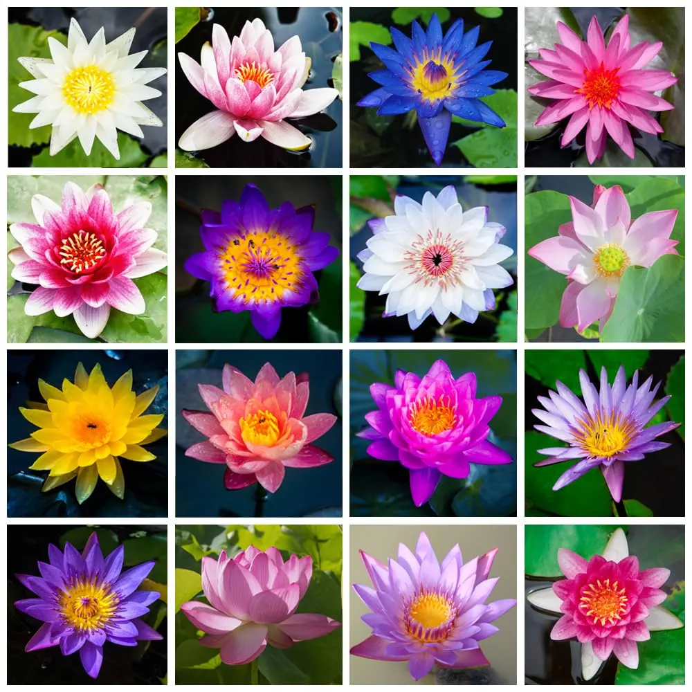30 Samen🌸💎 SELTENE ART | 7-Tage-Keimung 🌱 2+1 GRATIS! – Nur heute! Bonsai-Schalen-Lotus-Samen