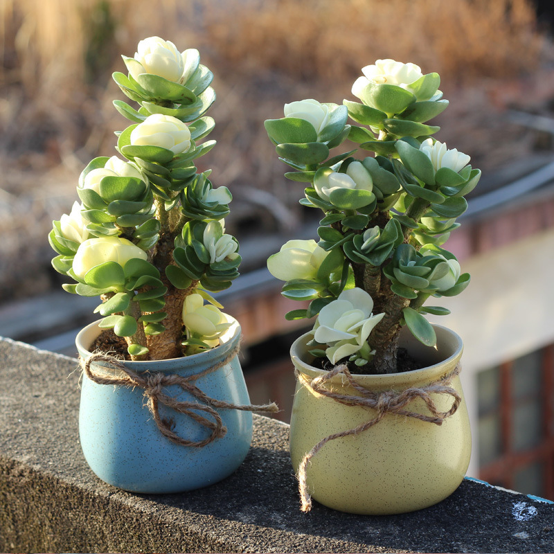 🎁Last Day 70% OFF🍀Rare White-Tipped Jade Plant – Symbol of Prosperity & Peace🌿