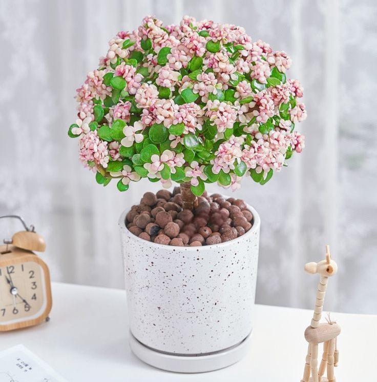 🎁Last Day 70% OFF🌺 Portulacaria afra 'Variegata' Succulents🍭