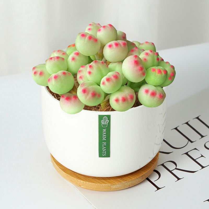 Bear Paw Succulent  - Unique Look & Colorful Charm!
