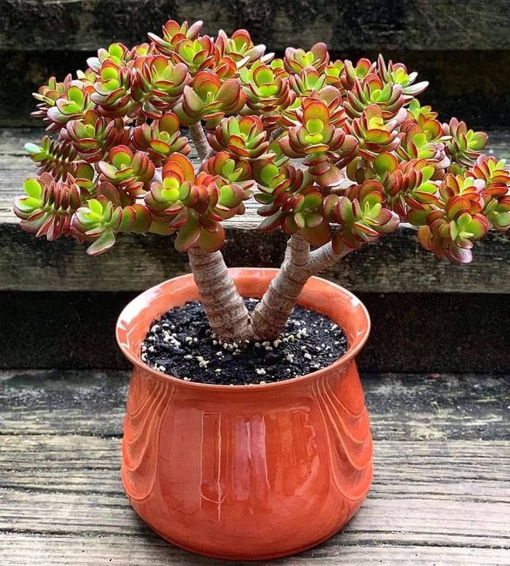 🎁Last Day 70% OFF🔥Campfire Crassula – Fiery Red & Rare!