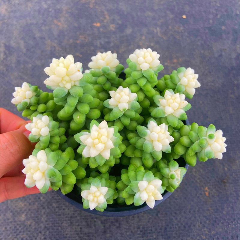 🎁Last Day 70% OFF❄️Rare White-Tipped Sedum Burrito🌿