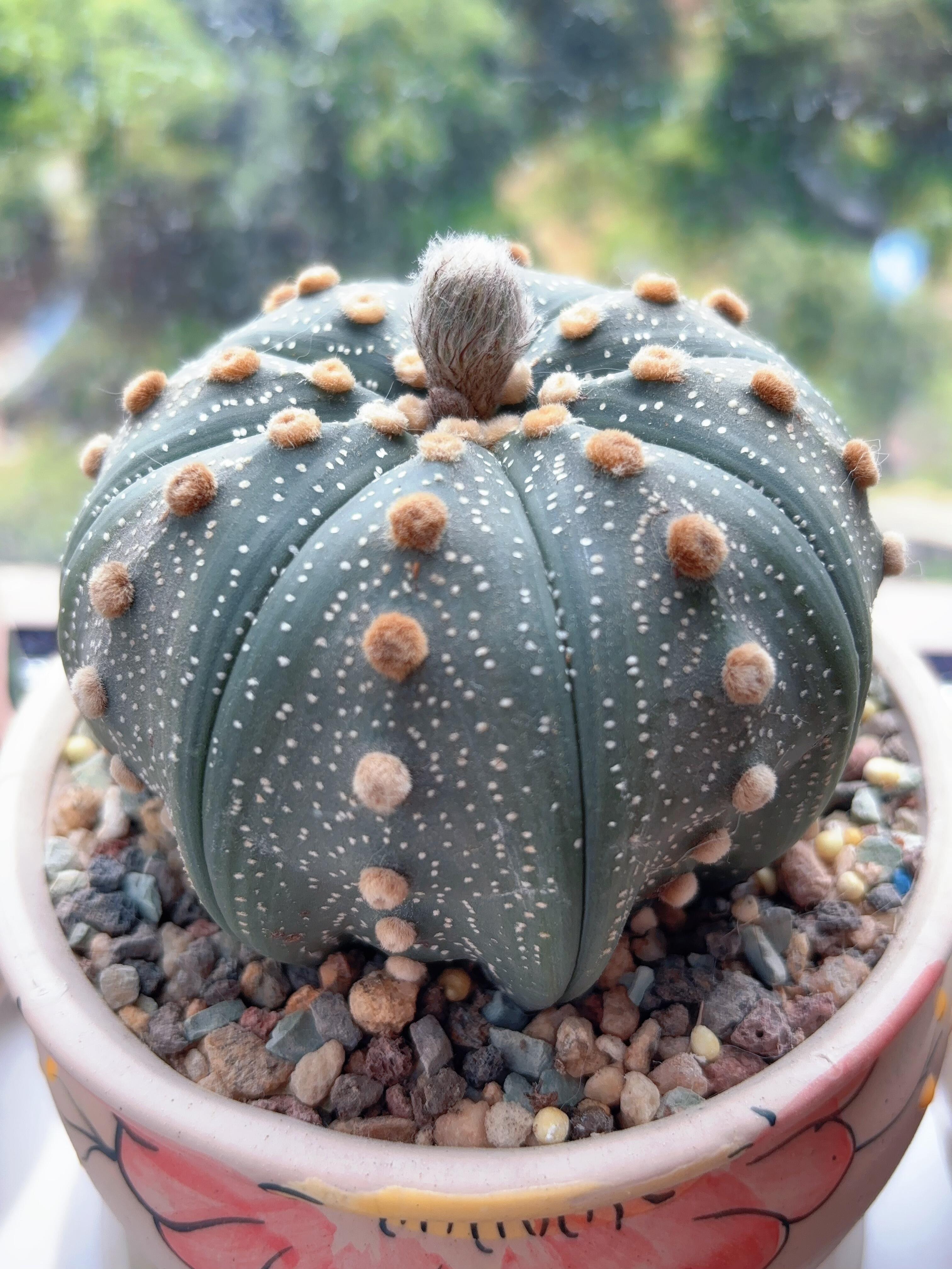 Last Day 70% OFF🌵Golden Astrophytum – Unique Cactus That Blooms in Magical Colors🌈