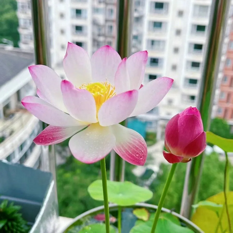 【7 days germination】The Sacred Bonsai Bowl Lotus Flower (Mix Color)