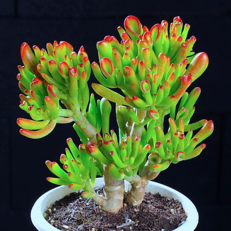 🎁Last Day 70% OFF🌵 Gollum Jade Plant (ET’s Finger) — Weird, Lucky & Low Maintenance! 🍀