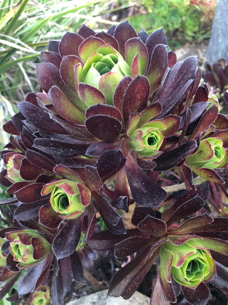 🎁Last Day 70% OFF🌑Aeonium 'Black Rose' – The Darkest Succulent You’ll Ever Grow🖤