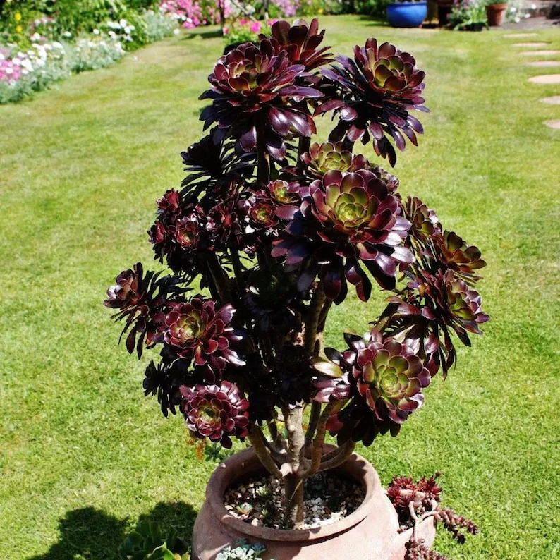 🎁Last Day 70% OFF🌑Aeonium 'Black Rose' – The Darkest Succulent You’ll Ever Grow🖤