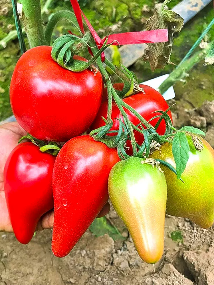 Mango Honey Tomato Seeds