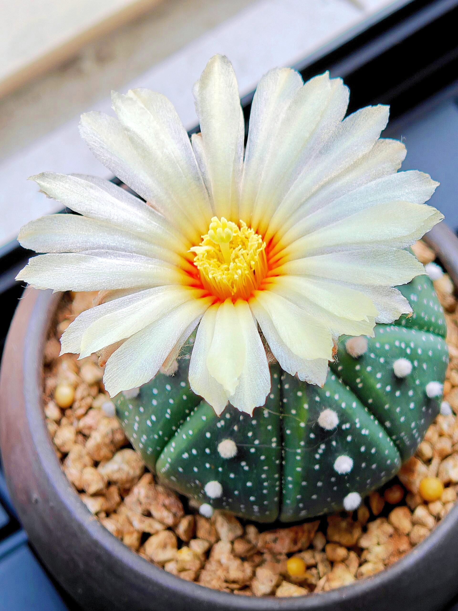 Last Day 70% OFF🌵Golden Astrophytum – Unique Cactus That Blooms in Magical Colors🌈