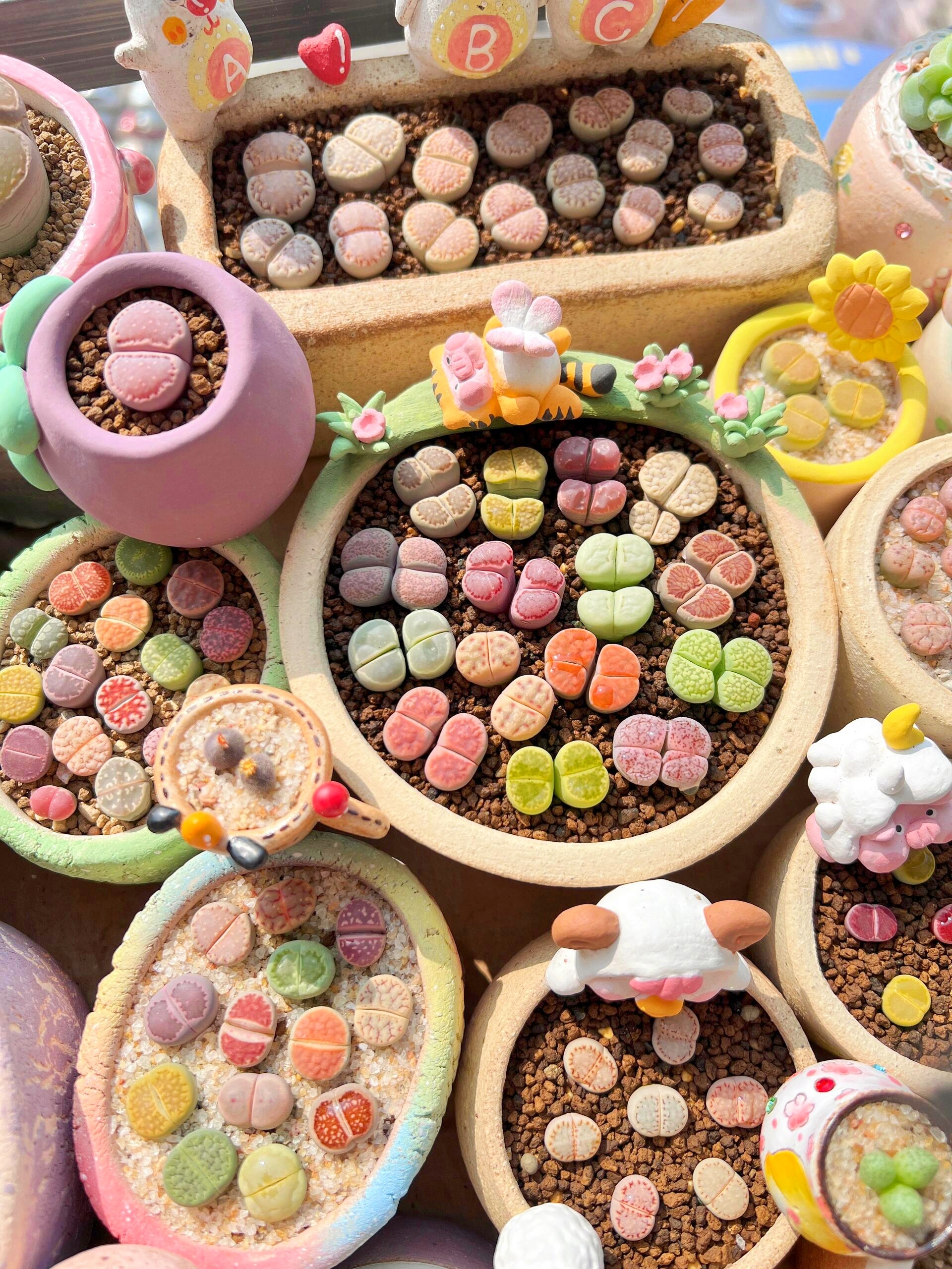🎁Last Day 70% OFF🪨Lithops Succulent — 🎨Colorful Stone Shape & Easy Care