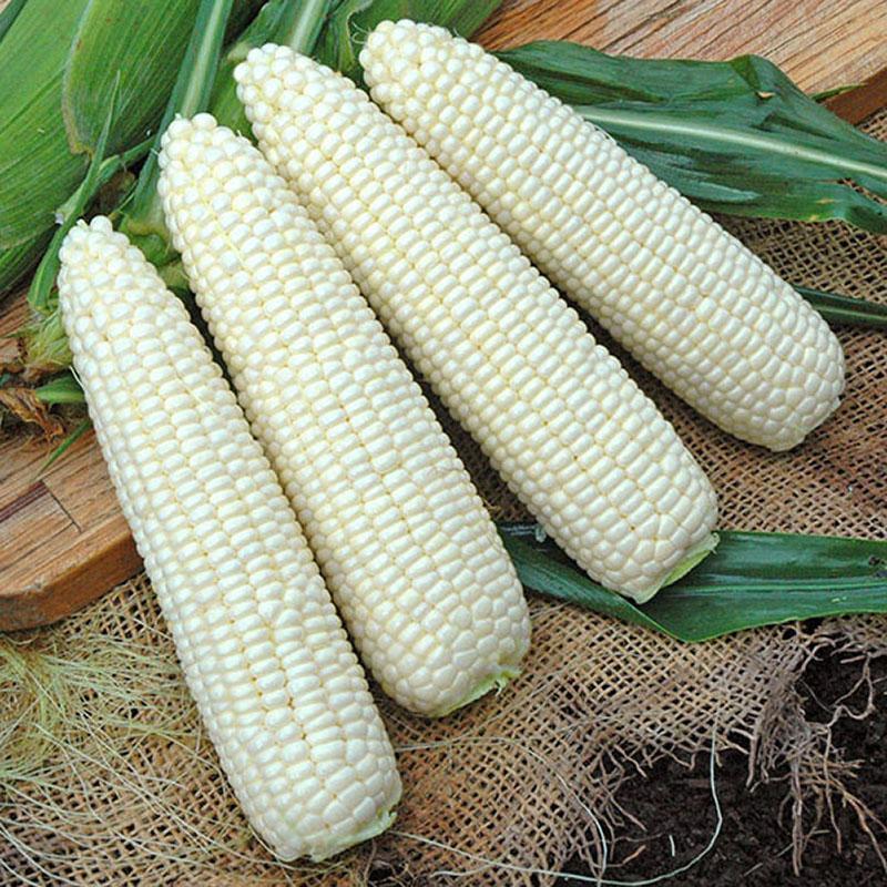 Test Sweet Corn Freedom MXR F1