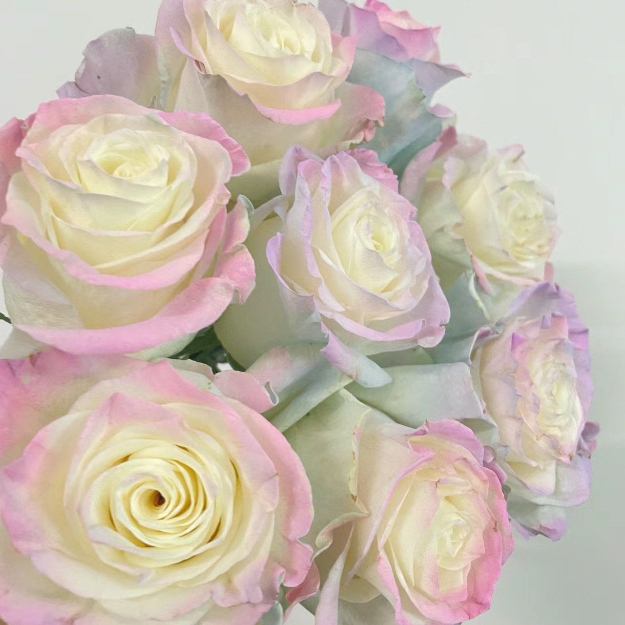🌹【7 days germination】Last Day Up to 80% OFF💐Beautiful Climbing Rose Seeds