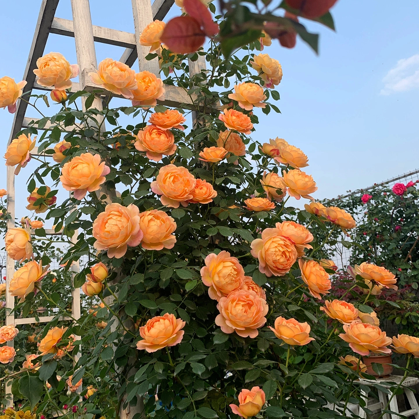 🌹【7 days germination】Last Day Up to 80% OFF💐Beautiful Climbing Rose Seeds