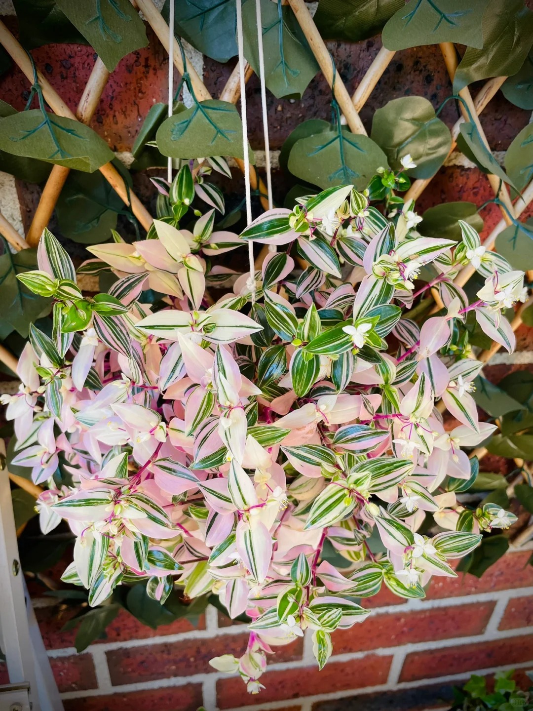 🎁Last Day 70% OFF🌿 Rare Pastel Wandering Plant — Easy Care & NASA-approved Air Purifier 🩷