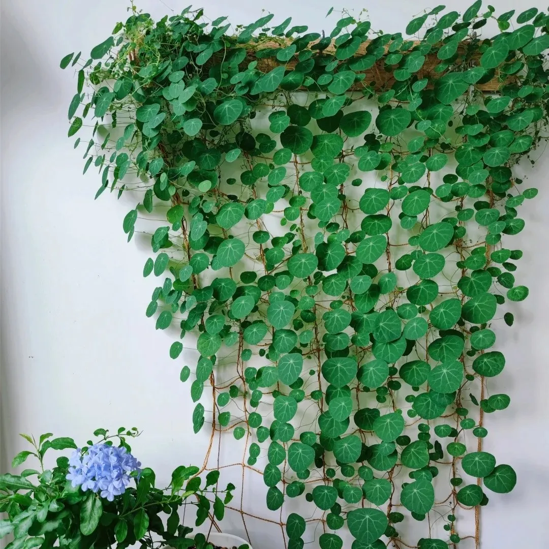 Stephania Erecta: The strongest houseplant for lazy people