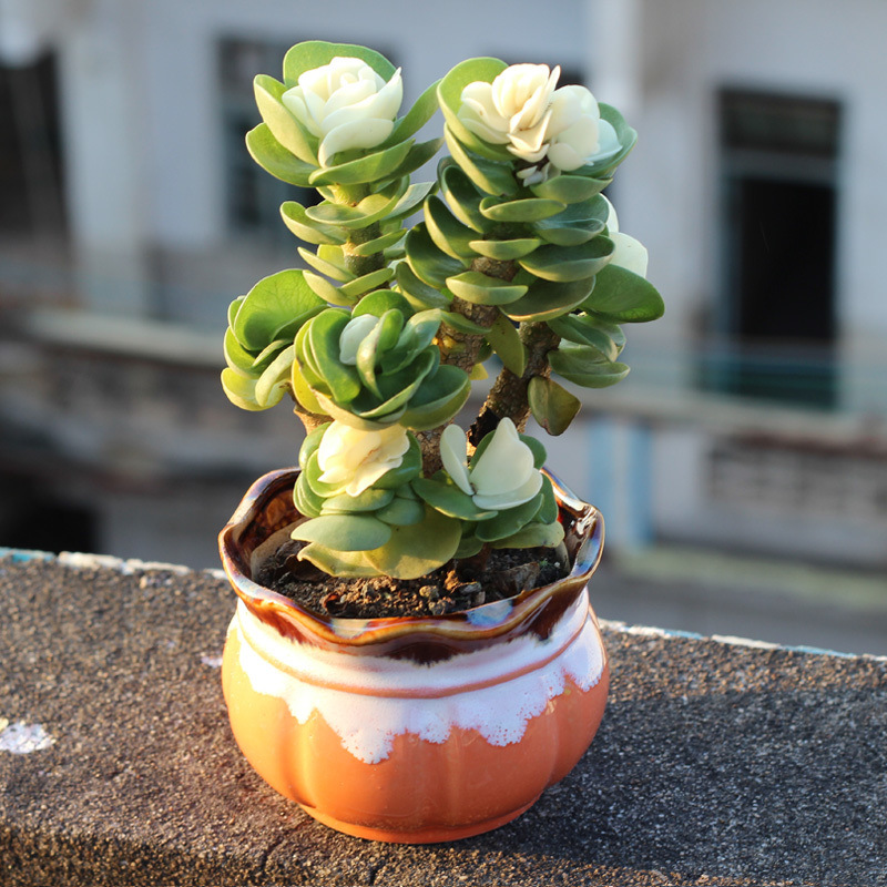 🎁Last Day 70% OFF🍀Rare White-Tipped Jade Plant – Symbol of Prosperity & Peace🌿