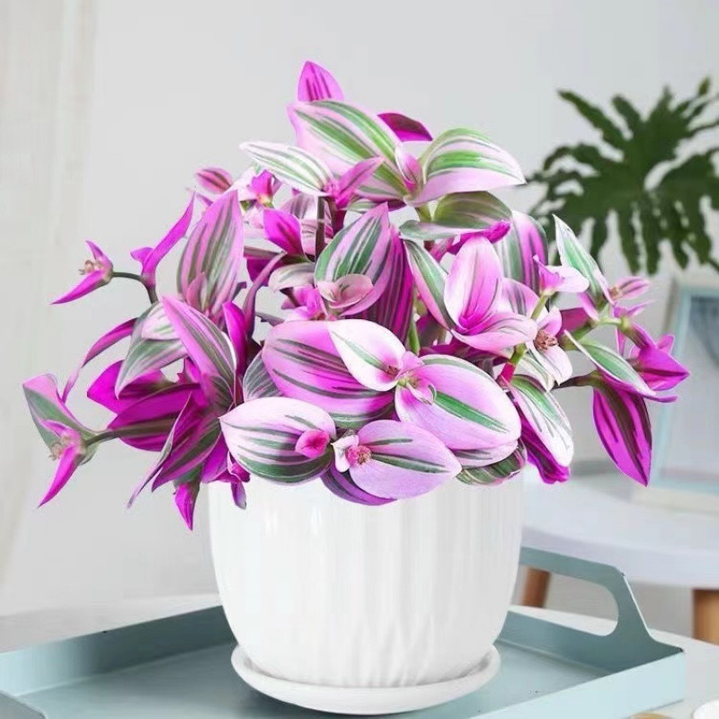 🌿 Purple Wandering Plant — Easy Care & NASA-approved Air Purifier 💜