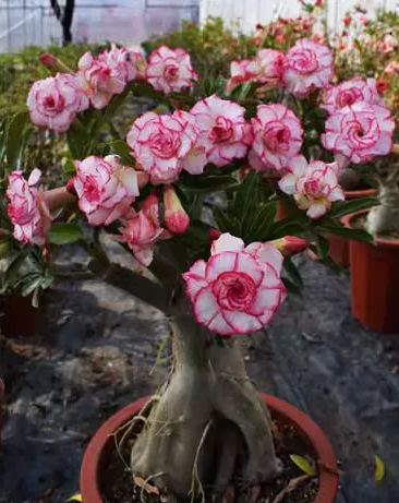 Beautiful whirlpoole - Desert Rose Seeds