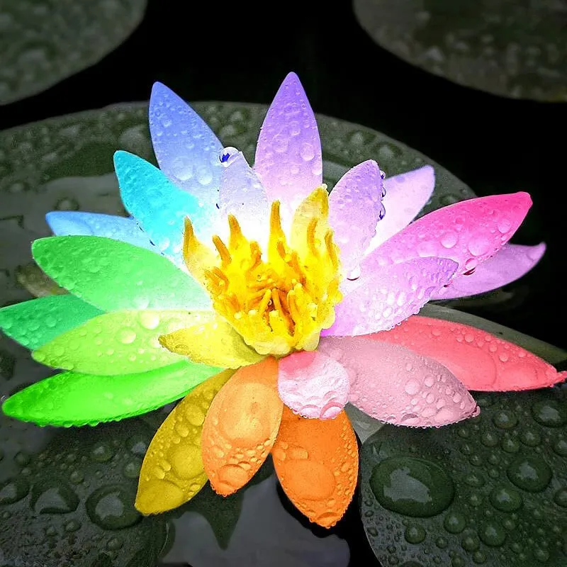 30 Samen🌸💎 SELTENE ART | 7-Tage-Keimung 🌱 2+1 GRATIS! – Nur heute! Bonsai-Schalen-Lotus-Samen