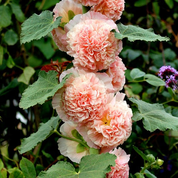 🌸Last Day Sale - 50% OFF💐Mix Color Double Hollyhock Seeds