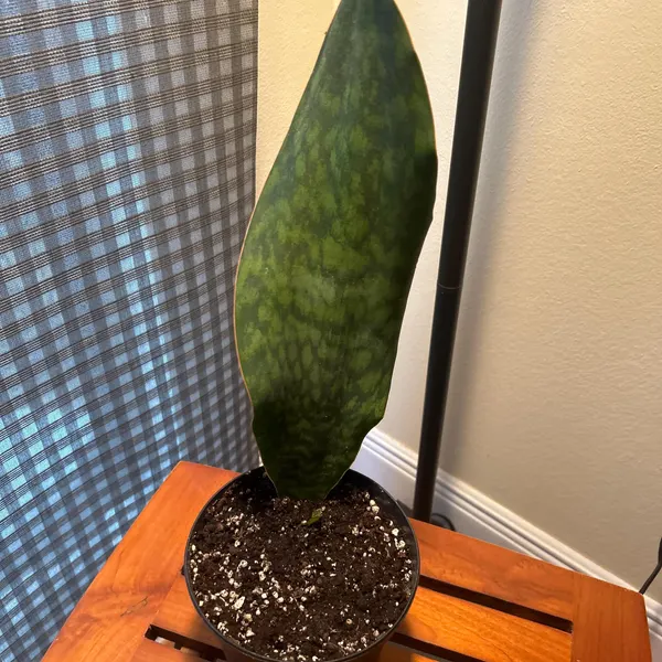 🎁Last Day 70% OFF🌿Rare Giant Whalefin Sansevieria - Thrives in 98.7% Home Conditions