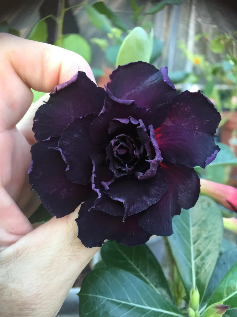 Black Desert Rose Seeds