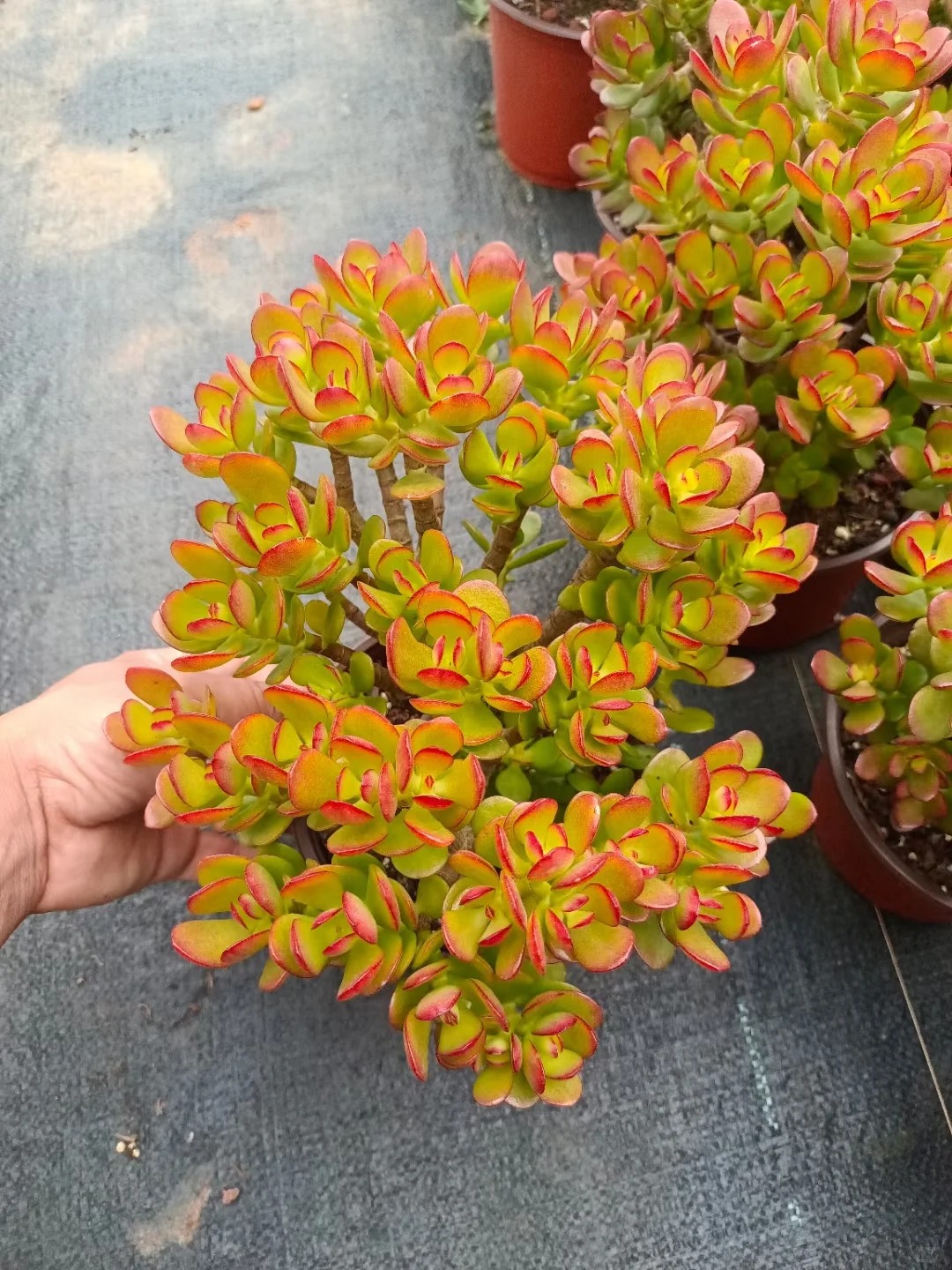 🎁Last Day 70% OFF🔥Campfire Crassula – Fiery Red & Rare!