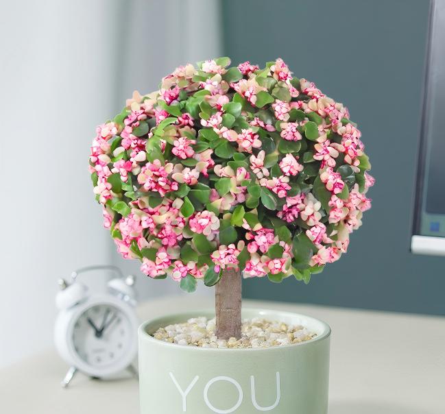 🎁Last Day 70% OFF🌺 Portulacaria afra 'Variegata' Succulents🍭