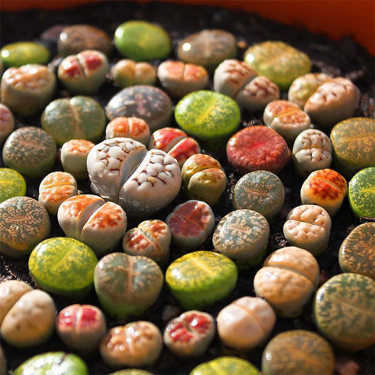 🎁Last Day 70% OFF🪨Lithops Succulent — 🎨Colorful Stone Shape & Easy Care