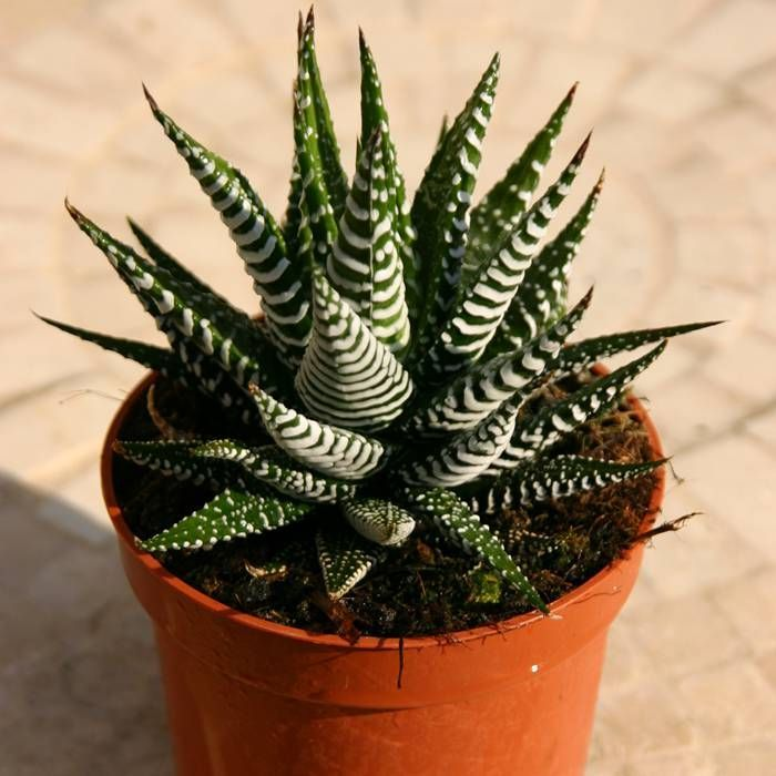 🎁Last Day 70% OFF🍃Zebra Haworthia – The Perfect Plant for Busy People🦓