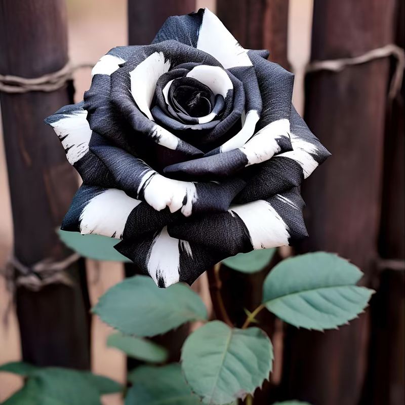 Rare Black & White Rose