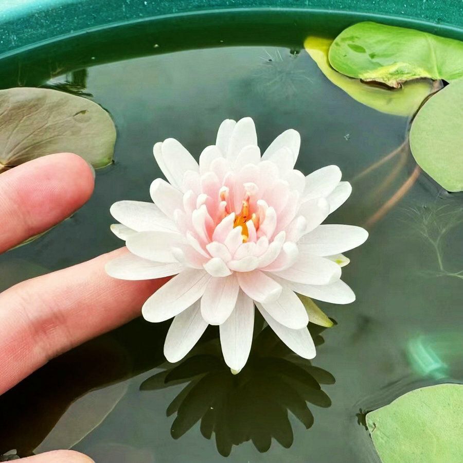【7 days germination】The Sacred Bonsai Bowl Lotus Flower (Mix Color)