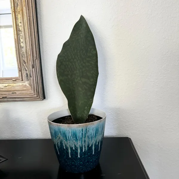 🎁Last Day 70% OFF🌿Rare Giant Whalefin Sansevieria - Thrives in 98.7% Home Conditions